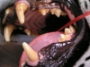 Jaguar's teeth