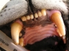 Jaguar's canine teeth