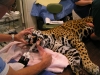 Dr. Boyd performing a root canal treatment on a Jaguar